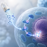 NMN enters the salvage pathway.